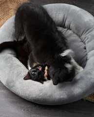 puppy and black cat playing by Christmas tree. Australian Shepherd dog, pets In holiday Decorations