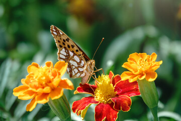 A butterfly, a queen of Spain fritillary, lat. Issoria lathonia, sitting on a red and yellow flower and drinks nectar with its proboscis. Butterfly collects nectar on flower.