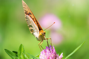 The dark green fritillary butterfly collects nectar on flower. Speyeria aglaja is a species of butterfly in the family Nymphalidae.