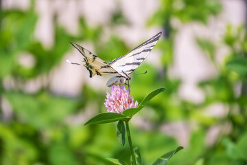 Beautiful Butterfly Scarce Swallowtail, Sail Swallowtail, Pear-tree Swallowtail, Podalirius. Latin name Iphiclides podaliriu. Butterfly collects nectar on flower.