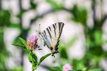 Beautiful Butterfly Scarce Swallowtail, Sail Swallowtail, Pear-tree Swallowtail, Podalirius. Latin name Iphiclides podaliriu. Butterfly collects nectar on flower.