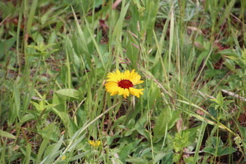 yellow flower in the grass, Waterton Lakes National Park, Alberta