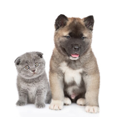 Cute kitten and  young American akita puppy look at camera together. isolated on white background
