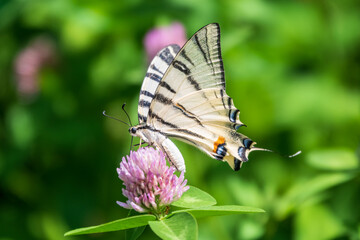 Beautiful Butterfly Scarce Swallowtail, Sail Swallowtail, Pear-tree Swallowtail, Podalirius. Latin name Iphiclides podaliriu. Butterfly collects nectar on flower.