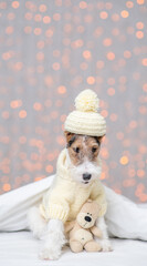 Wire-haired Fox terrier puppy  wearing warm hat and sweater hugs toy bear under white warm blanket on a bed at home with festive background. Empty space for text