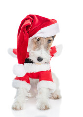 Cute Wire-haired Fox terrier puppy wearing funny Santa claus costume sits and looks at camera. isolated on white background