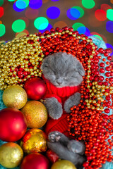 Cute kitten wearing warm sweater   sleeps with Christmas tree decoration inside basket. Top down view