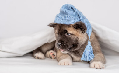 Cute American akita puppy wearing warm hat heating under warm blanket on the bed at home and looks away on empty space