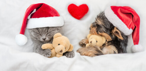 Cute kitten and yorkshire terrier puppy wearing santa hats sleep together with red heart under a...