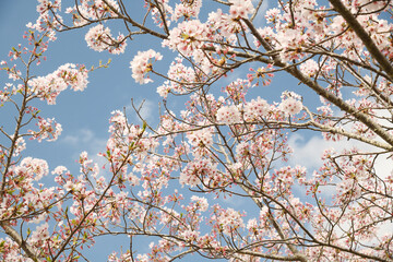 桜　春らんまん　春　お花見