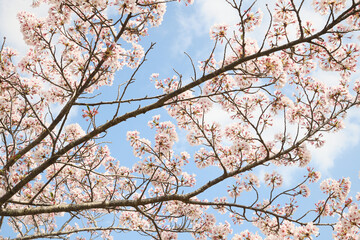 桜　春らんまん　春　お花見