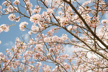 桜　春らんまん　春　お花見