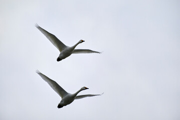 Soaring swans, 2021/12/26h