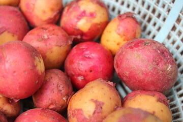 Fresh red potatoes on a bowl
