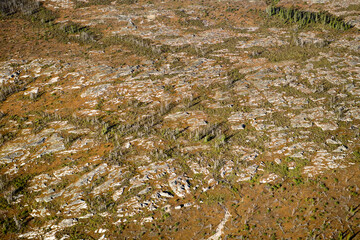 Boreal Forest Nunavik Quebec Canada