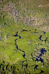 Boreal Forest Nunavik Quebec Canada