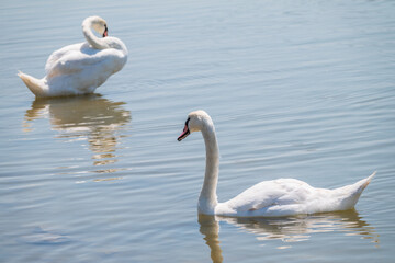 Two Graceful white Swans swimming in the lake, swans in the wild