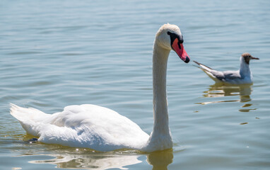 Graceful white Swan swimming in the lake, swans in the wild. Portrait of a white swan swimming on a lake.