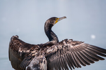 Great cormorant, Phalacrocorax carbo, sits on stone and dries its wings on the wind.