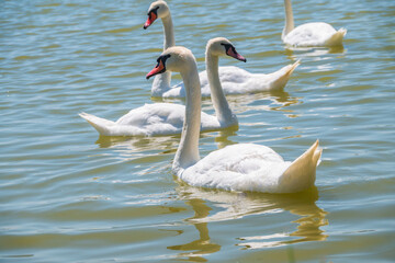 A large flock of graceful white swans swims in the lake., swans in the wild