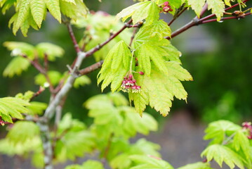 コハウチワカエデ春の新緑と花