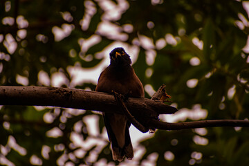 CURIOUS BIRD SITTING ON A TREE