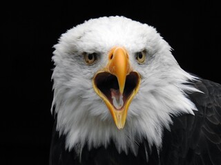 Fototapeta Bald headed eagle, side profile obraz