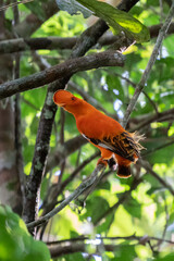 Male of Andean Cock-of-the-rock (Rupicola peruvianus) lekking and dyplaing in front of females, typical mating behaviour, beautiful orange bird in its natural enviroment, amazonian rain forest, Brazi