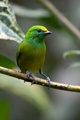 Fototapeta na wymiar Beautiful tanager Blue-naped Chlorophonia, Chlorophonia cyanea, exotic tropical green songbird from Colombia. Wildlife from South America. Birdwatching in Colombia