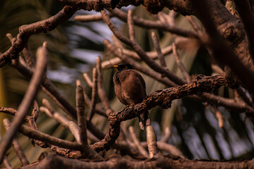 Common Mynah Sitting on a tree branch, bird sitting on a branch