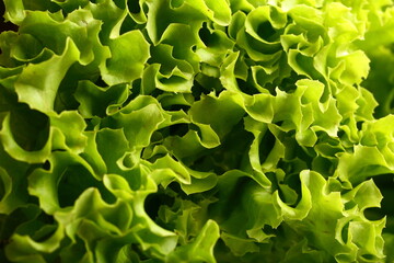 Fresh harvested lettuce leaves for making salads.