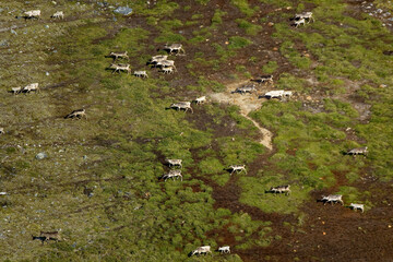Caribou Herd Nunavik Quebec Canada