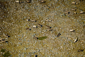 Caribou Herd Nunavik Quebec Canada