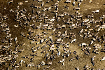 Fototapeta premium Caribou Herd Nunavik Quebec Canada