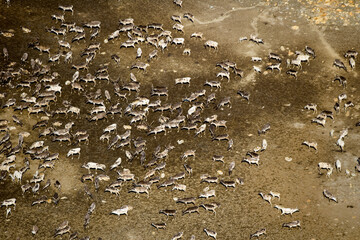 Caribou Herd Nunavik Quebec Canada