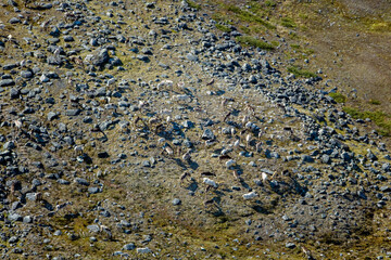 Caribou Herd Nunavik Quebec Canada