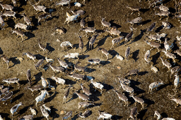 Caribou Herd Nunavik Quebec Canada