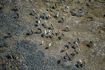 Caribou Herd Nunavik Quebec Canada
