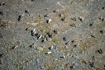 Caribou Herd Nunavik Quebec Canada