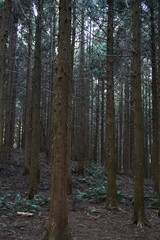 Fototapeta premium A forest in Jeju Island