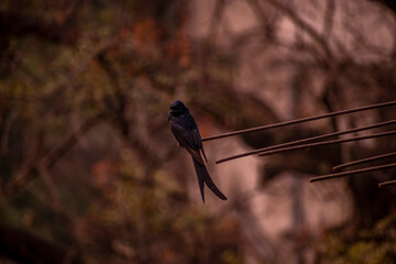 Northern Rough Winged Swallow