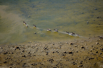 Fototapeta premium Caribou Herd Nunavik Quebec Canada