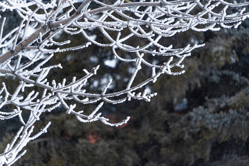 snow covered branches in forest in a snowstorm © primestockphotograpy