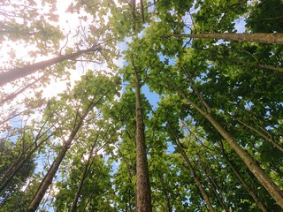 Fototapeta premium Nature view