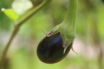 Brinjal or eggplant growing in the garden