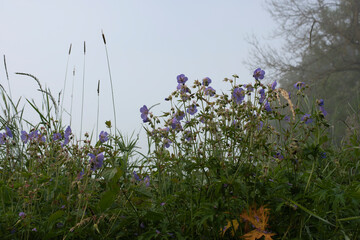 a group of meadow geraniums on a misty morning