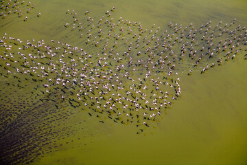Flamingos at Lake Magadi Kenya