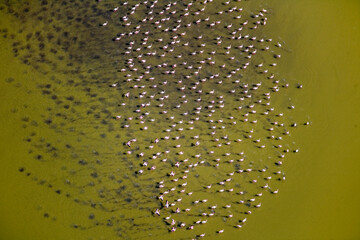 Flamingos at Lake Magadi Kenya