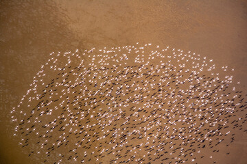 Flamingos at Lake Natron Tanzania