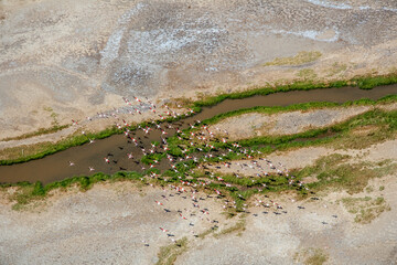 Flamingos at Lake Natron Tanzania - obrazy, fototapety, plakaty